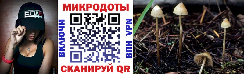 Галлюциногенные грибы Psilocybine cubensis  Купить где  Смоленск 
